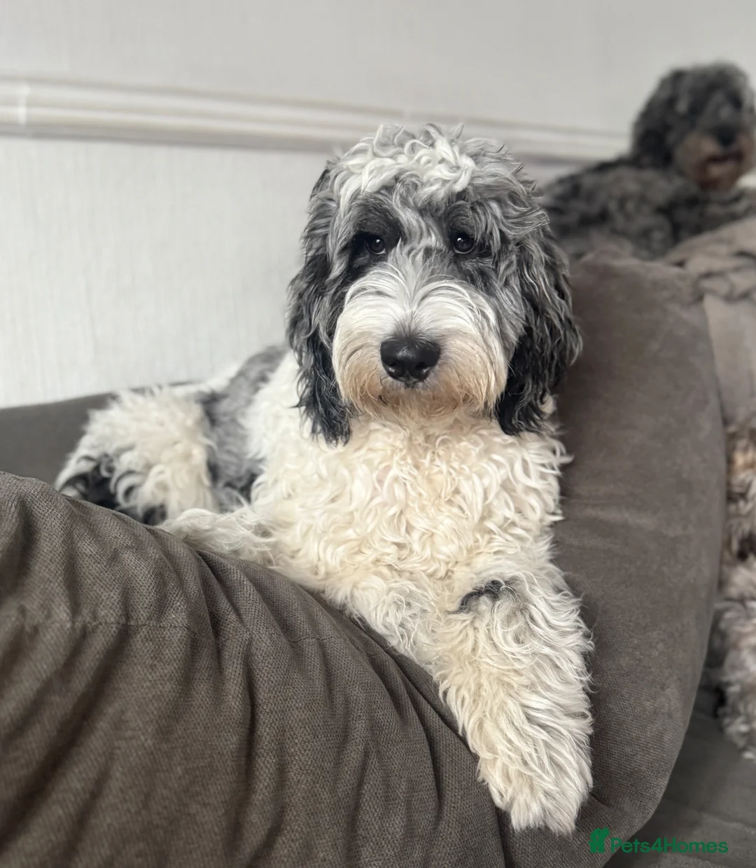 Cockapoo dogs for sale: Beautiful f1 blue parti Merle female cockapoo - Advert 1