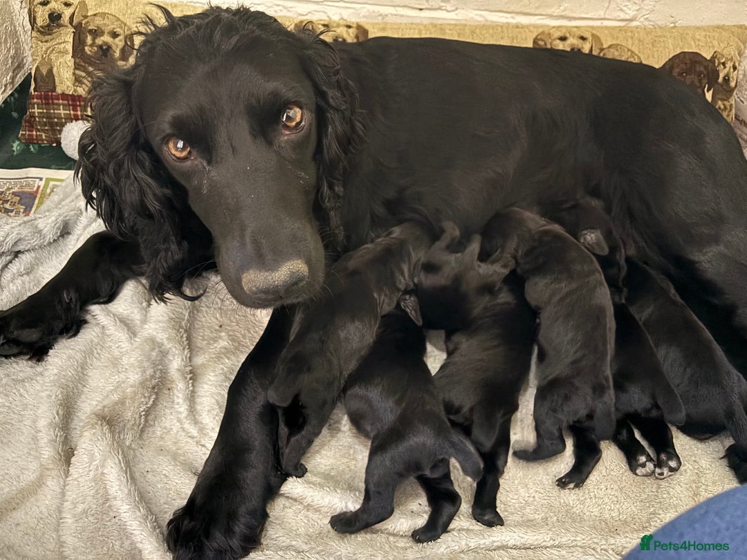 Cocker Spaniel dogs for sale: Super strong Kc registered working cocker spaniel  - Image 10