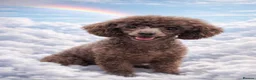 Toy Poodle dogs for sale: KC REGISTERED TOY POODLES FULLY HEALTH TESTED  - Advert 7