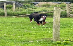 Bernese Mountain Dog dogs for sale: Stunning girls and boys  - Image 11