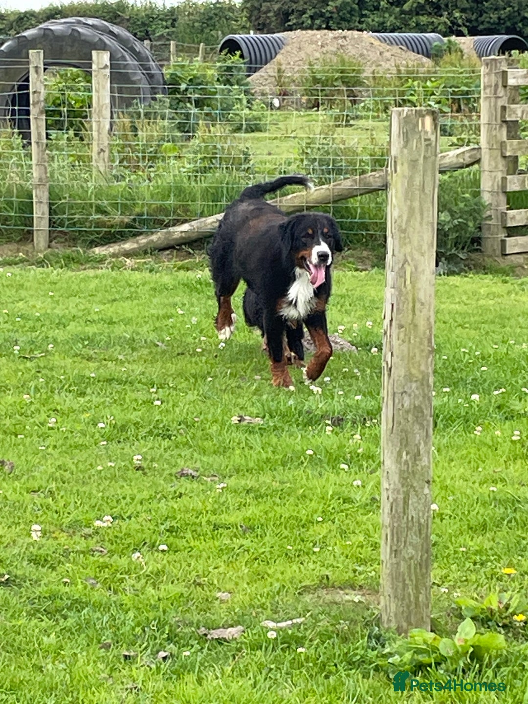 Bernese Mountain Dog dogs for sale: Stunning girls and boys  - Image 11