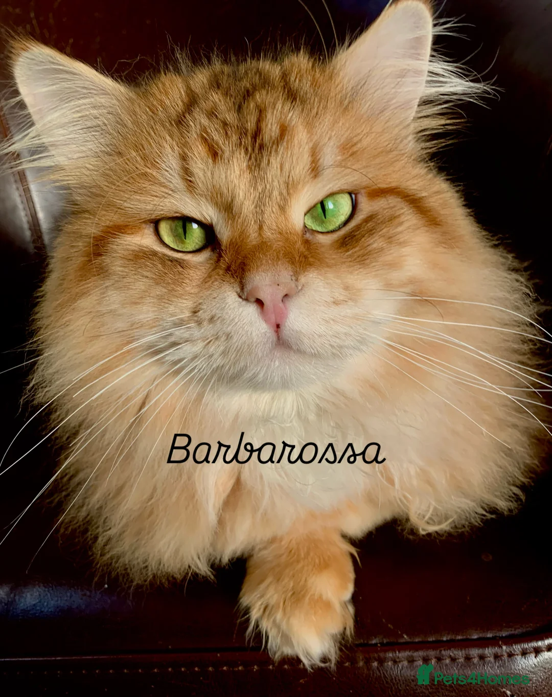 Siberian cats for sale: Siberian Kittens  - Advert 3