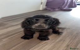 Cocker Spaniel dogs for sale: Beautiful pure black Show cocker spaniel boy puppy - Image 3