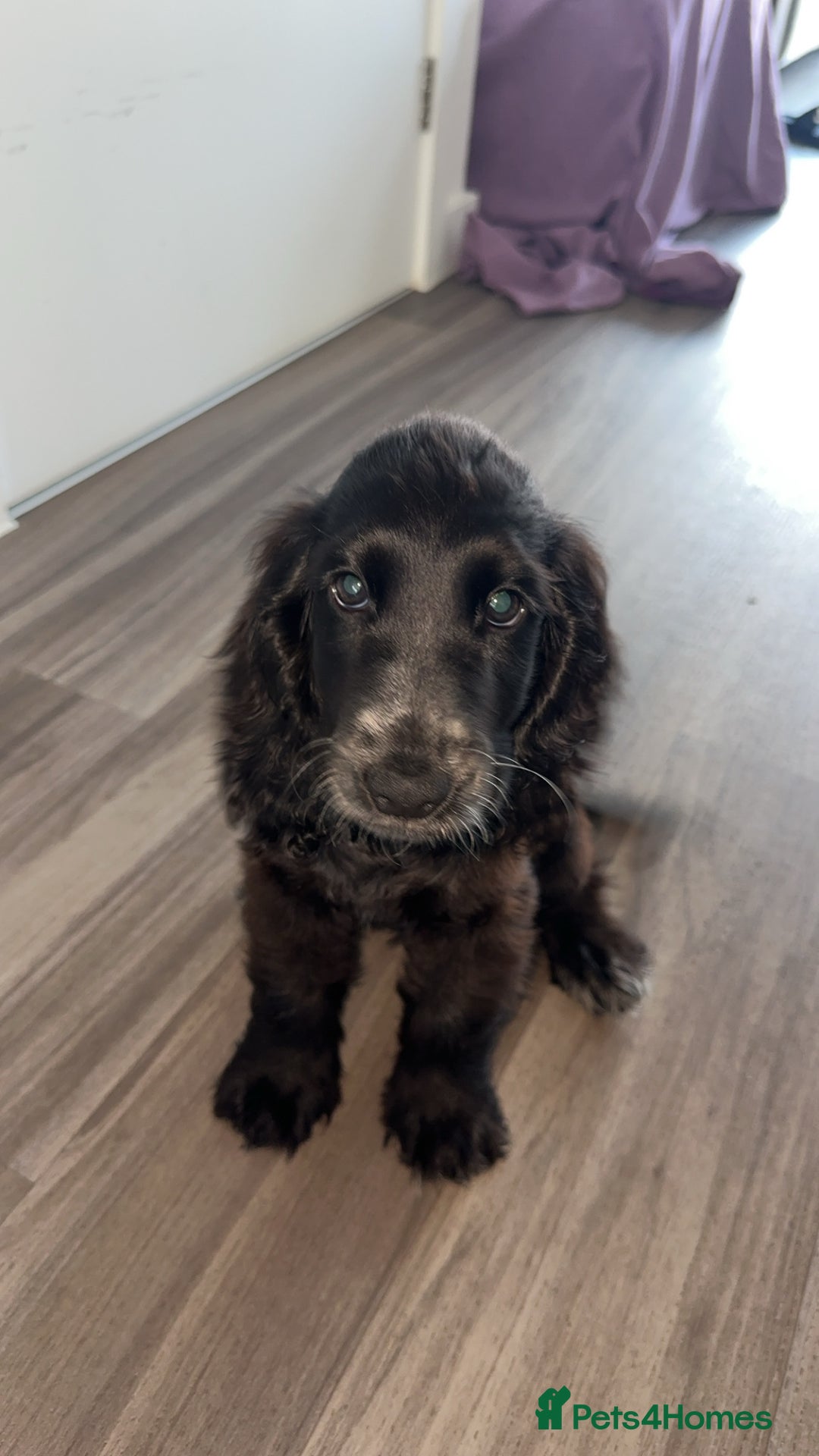 Cocker Spaniel dogs for sale: Beautiful pure black Show cocker spaniel boy puppy - Image 3