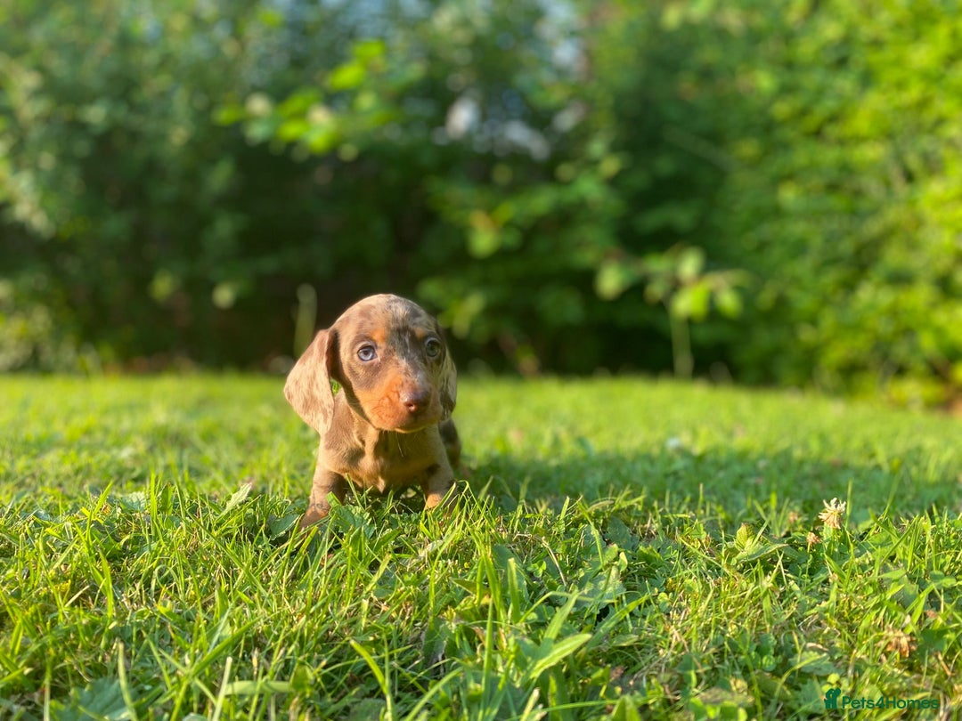 Miniature Dachshund dogs for sale: 3 x KC Chocolate Dapple girls - Image 7
