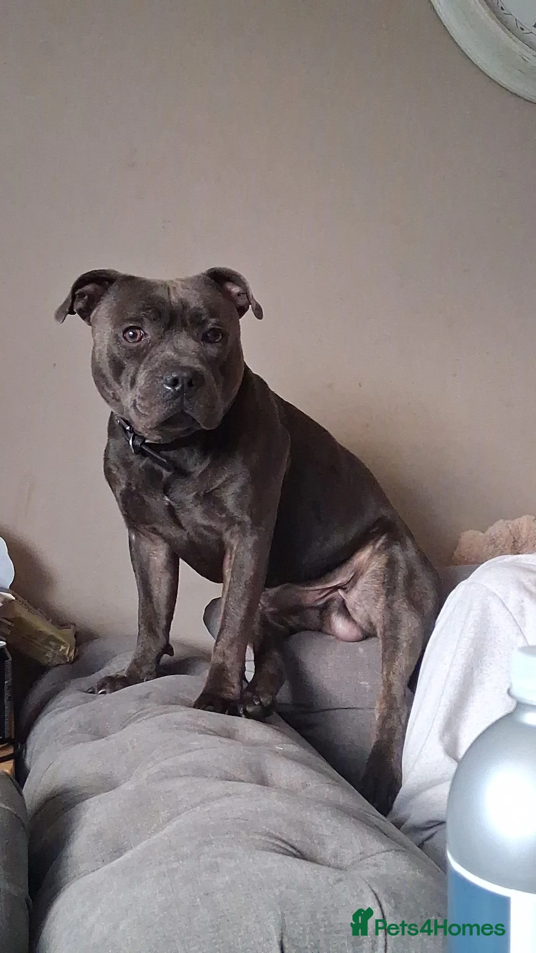 Staffordshire Bull Terrier dogs for sale: Male Blue staffy Troy - Advert 5