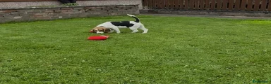 Beagle Puppy 5