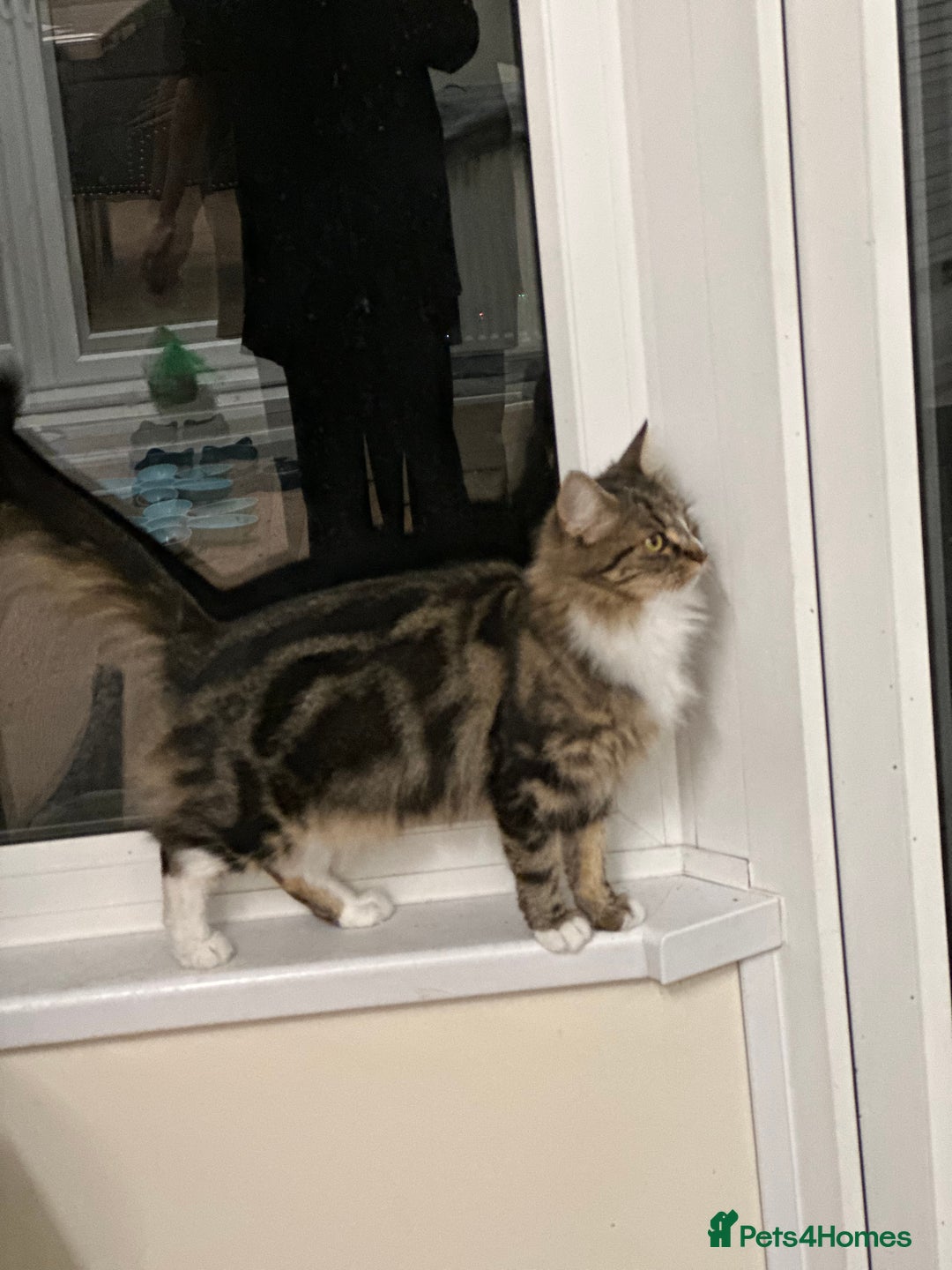 Mixed Breed cats for sale: Adult female cat - Advert 2