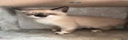 Mixed Breed cats for sale: Ready to leave Siamese x mainecoon x - Advert 4