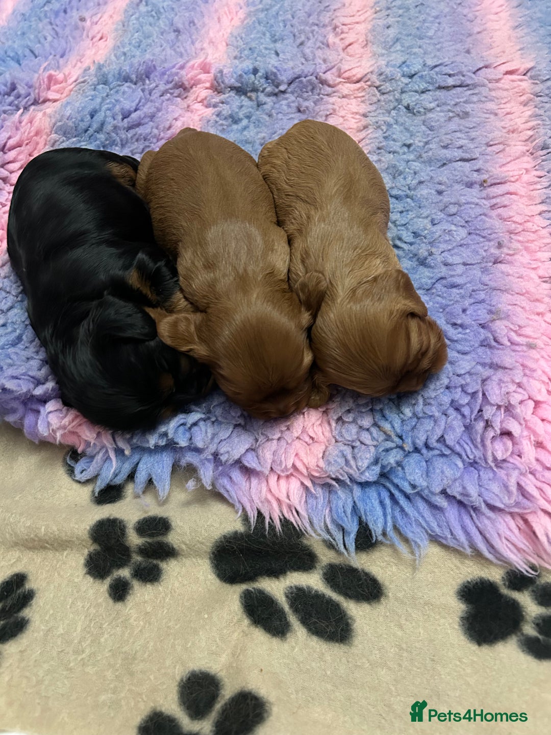 Cavalier King Charles Spaniel dogs for sale: RUBY BOY LEFT -Beautiful KC cavalier King Charles  - Advert 11