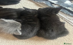 Mixed Breed cats for sale: Black (faint tabby) Kittens - Image 3