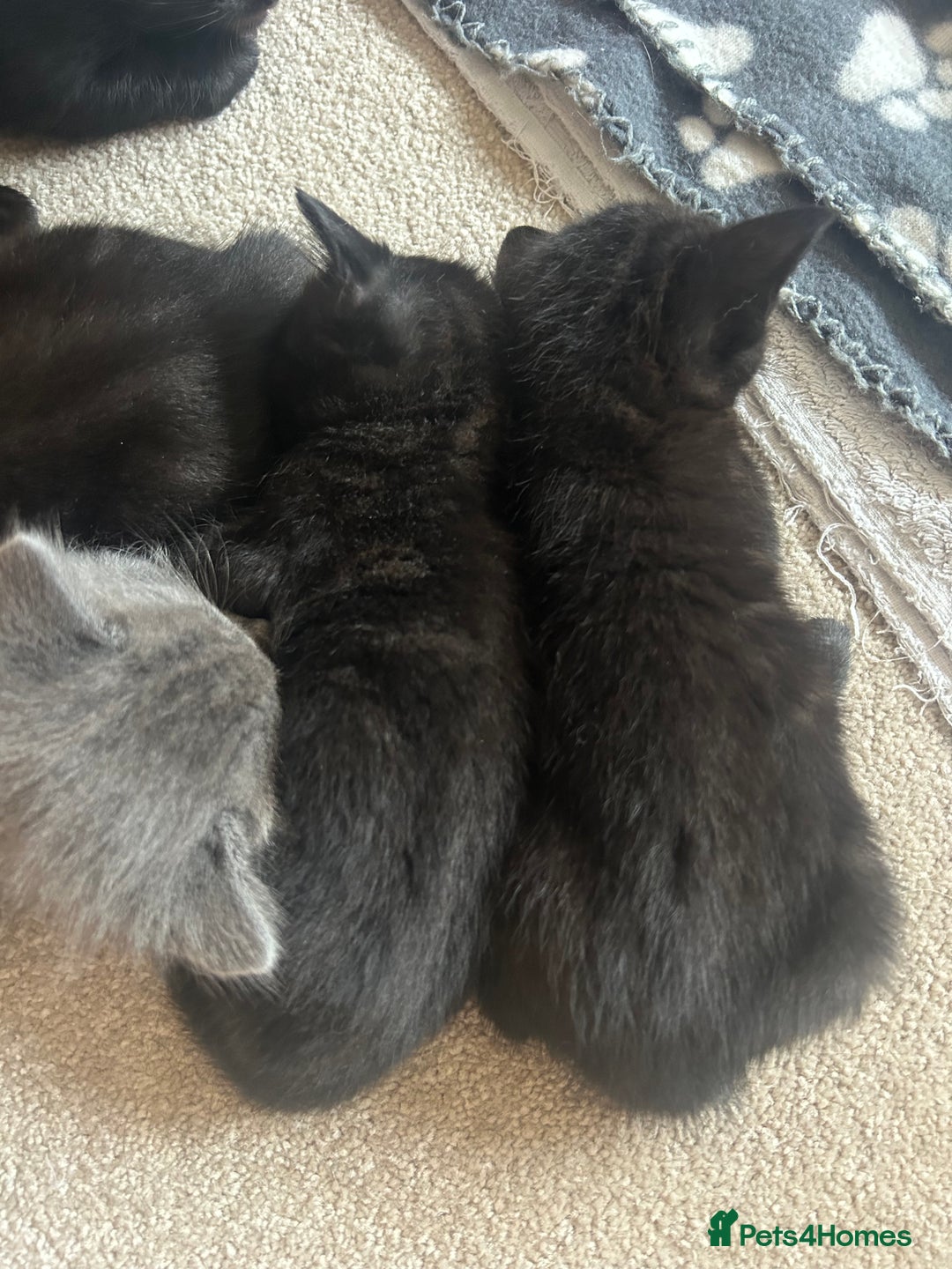 Mixed Breed cats for sale: Black (faint tabby) Kittens - Image 3