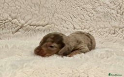 Miniature Dachshund dogs for sale: Short Haired Miniature Dachshunds - Image 9