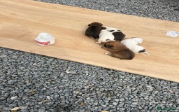 Mixed Breed dogs for sale: Chihuahua and Jack Russell mix puppies - Image 8