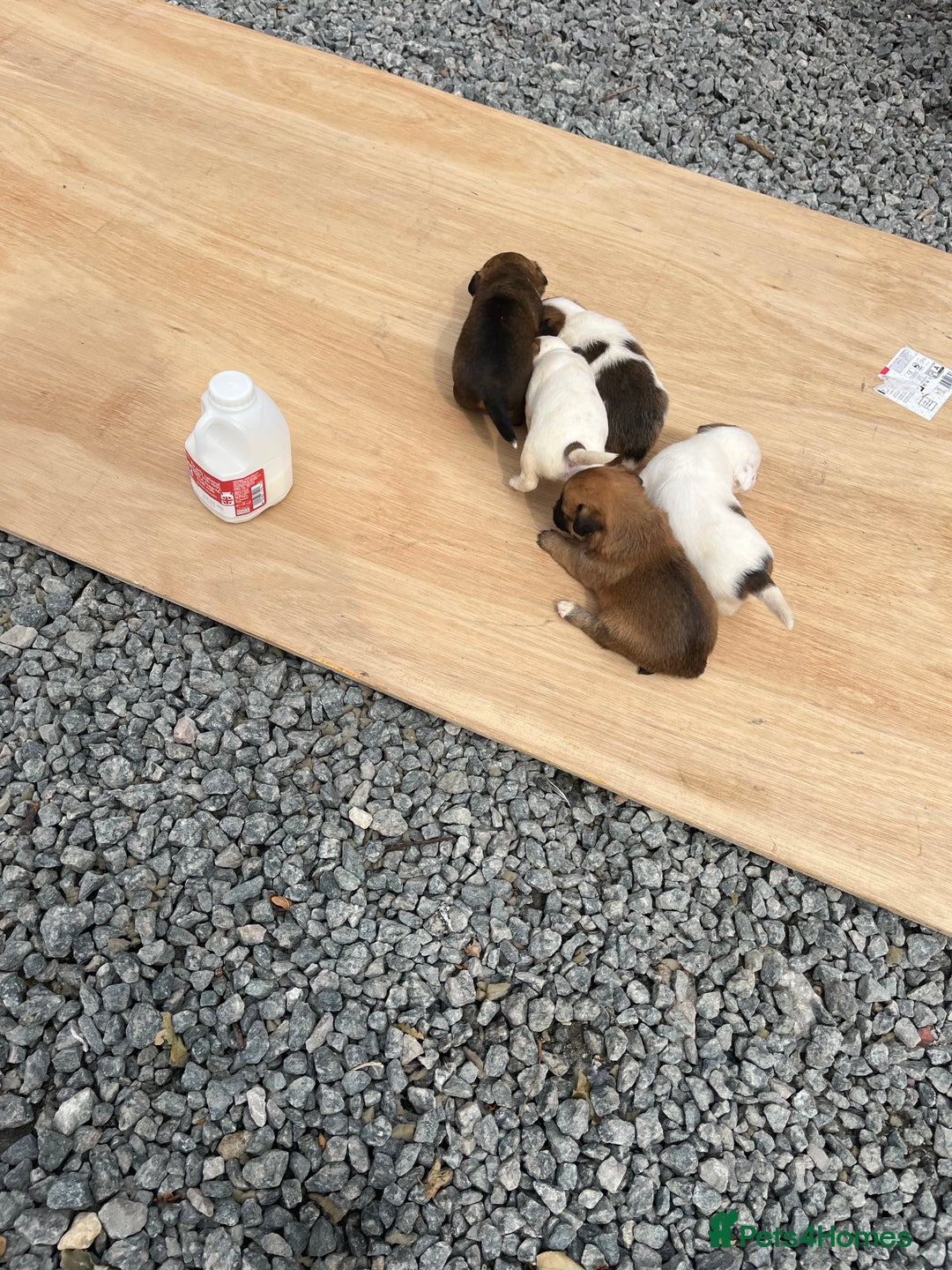 Mixed Breed dogs for sale: Chihuahua and Jack Russell mix puppies - Image 8