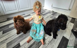 Shihpoo dogs for sale: Shihpoo female for rehoming  - Image 3