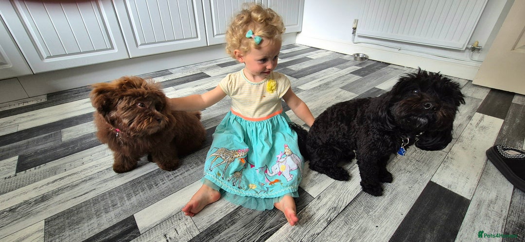 Shihpoo dogs for sale: Shihpoo female for rehoming  - Image 3