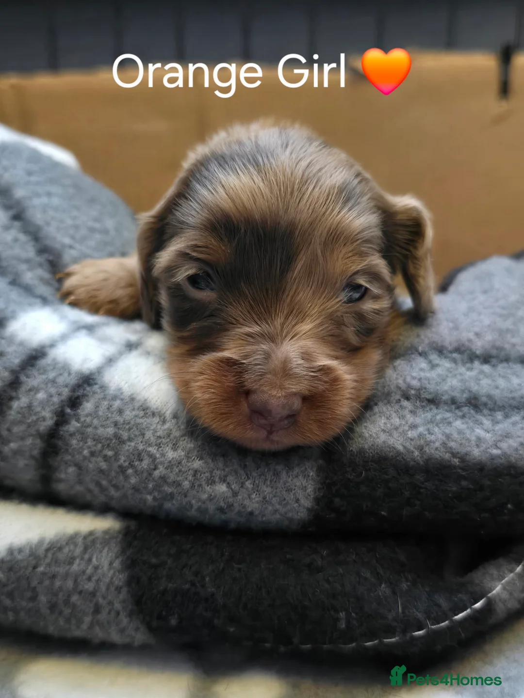 Miniature Dachshund dogs for sale: KC registered miniature dachshund - Advert 18