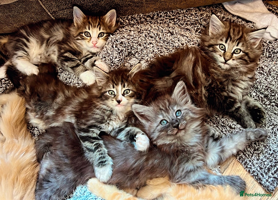 Norwegian Forest Cat cats for sale: Full FIFe pedigree Norwegian Forest Kittens  in Normanton - Image 10