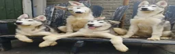 Siberian Husky dogs for sale: Stunning Siberian Husky Puppies – Blue Eyes - Advert 6