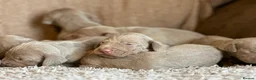 Weimaraner dogs for sale: KC Registered silver Weimaraner puppies in Mold - Advert 14