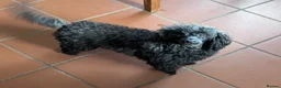 Toy Poodle dogs for sale: Adult spayed Toy Poodle Female  - Advert 2