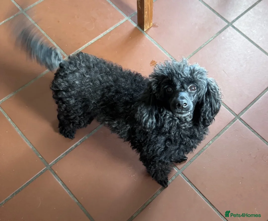 Toy Poodle dogs for sale: Adult spayed Toy Poodle Female  - Advert 2