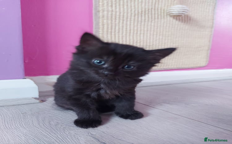 Mixed Breed cats - Advert 13