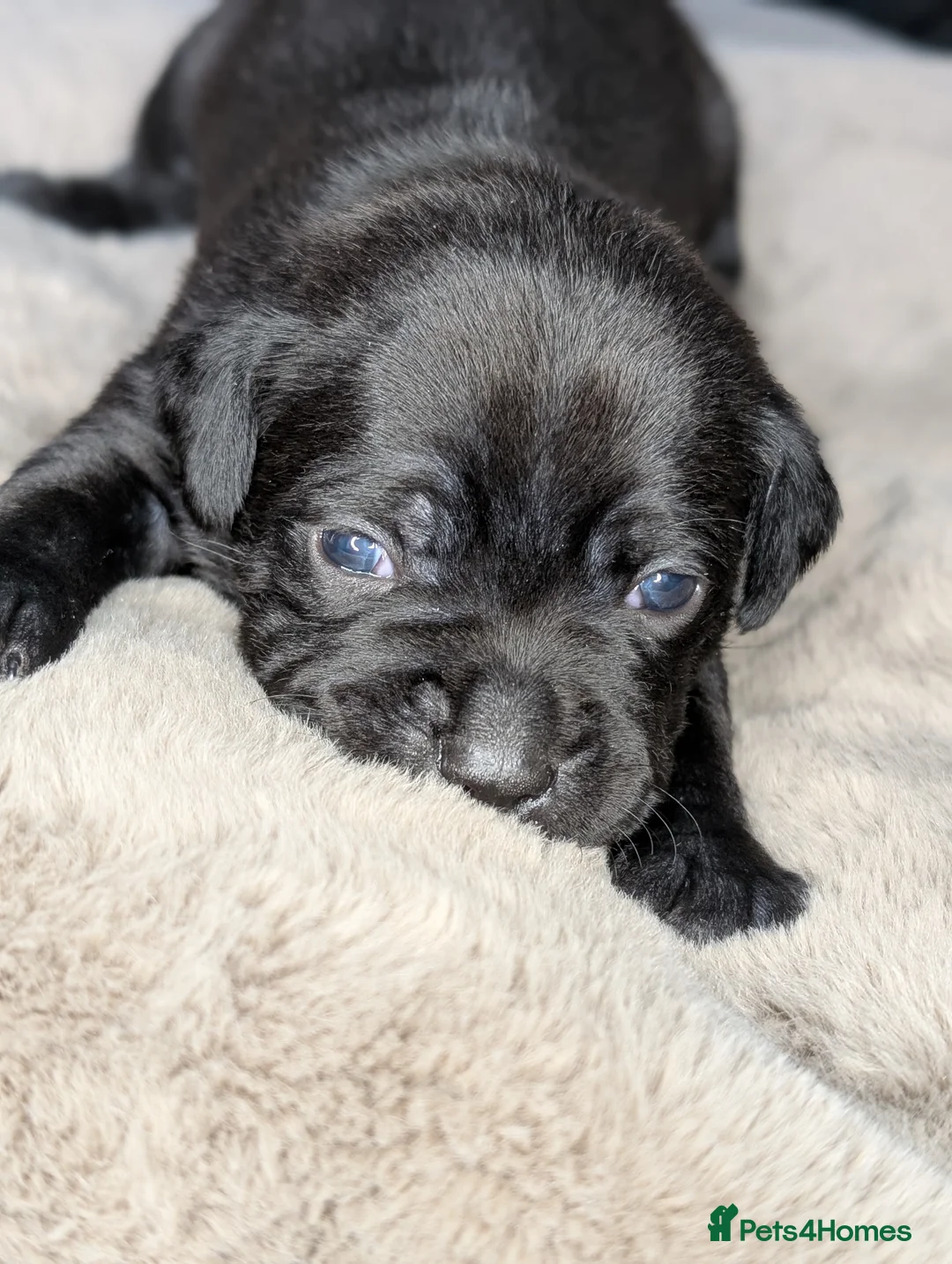 Staffordshire Bull Terrier dogs for sale: **CHAMPION VALGLO BLOODLINE STAFFORD LITTER** - Advert 11