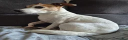 Jack Russell dogs for sale: 9 year old Jack Russell  - Advert 3