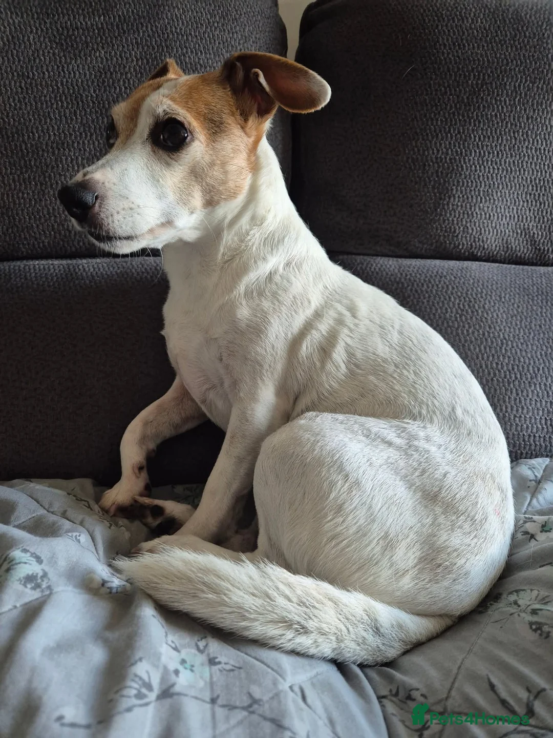 Jack Russell dogs for sale: 9 year old Jack Russell  - Advert 3