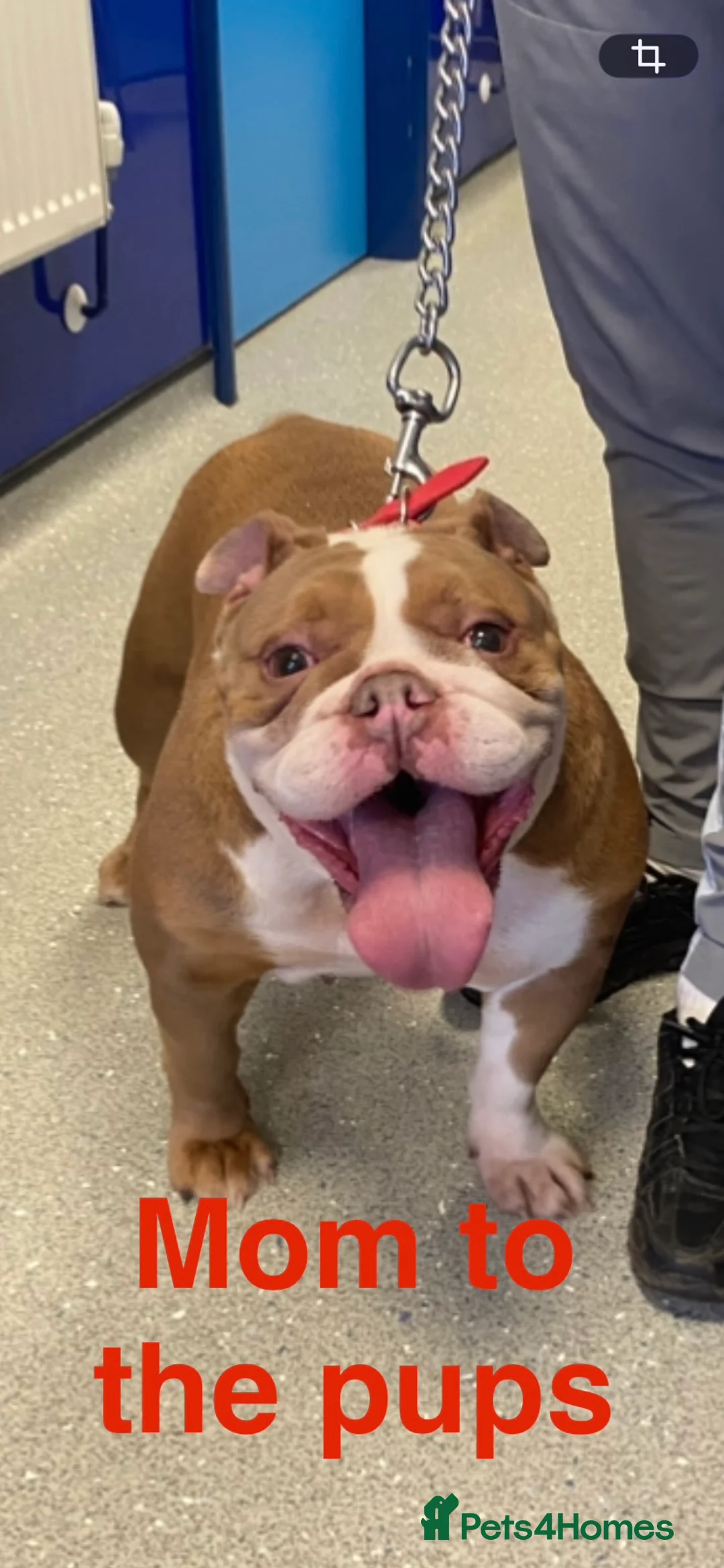 English Bulldog dogs for sale: Standard British Bulldogs 🦍🇬🇧👑 - Advert 1