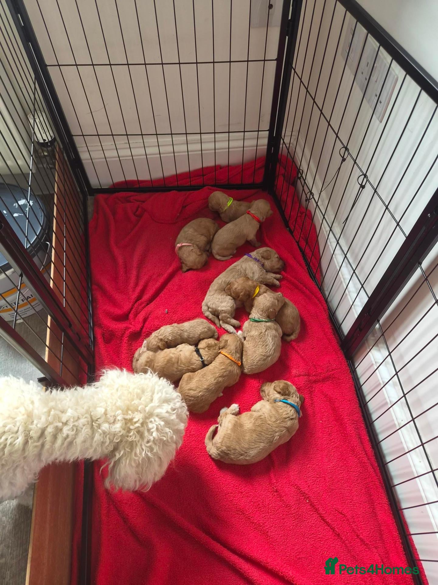 Mixed Breed dogs 💕10 Adorable Bichon-Maltipoo Puppies, bred by vet - Advert 1