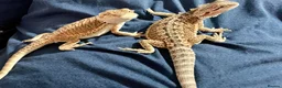 Bearded Dragon reptiles for sale: Juvenile Bearded dragons  - Advert 5