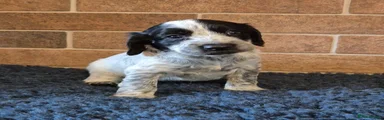 Cocker Spaniel 1