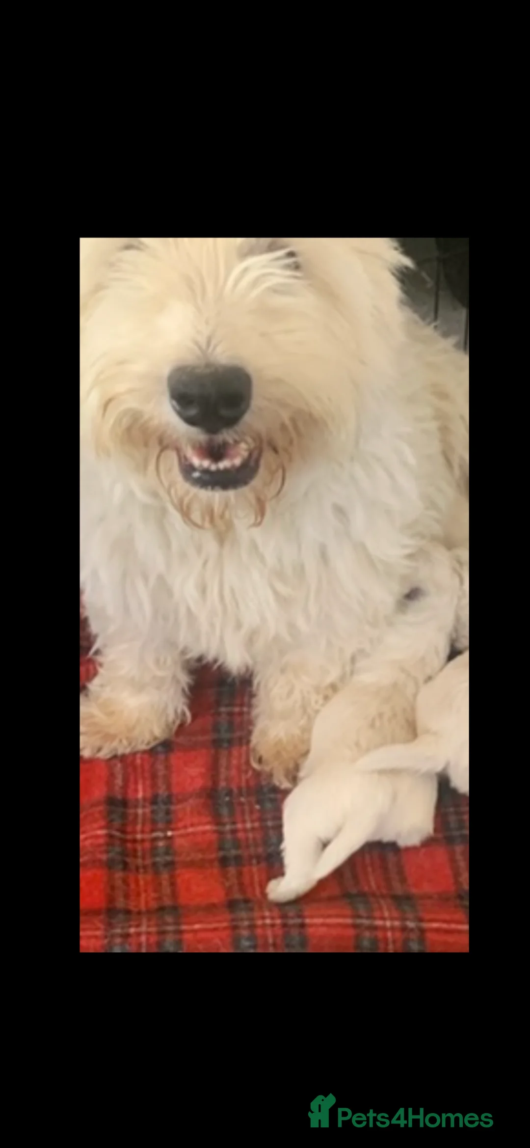 West Highland Terrier dogs for sale: Westie girl pup - Advert 2