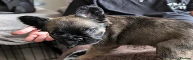 French Bulldog Puppy 3