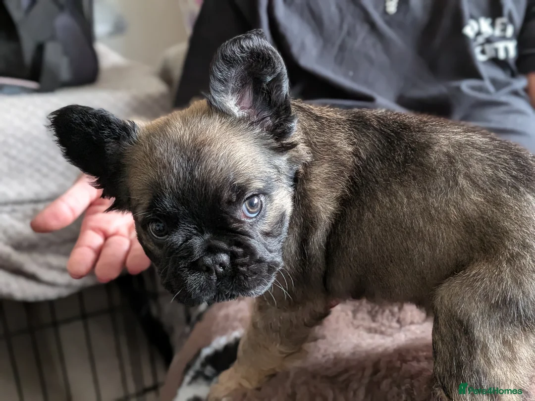 French Bulldog dogs for sale: Fluffy Frenchies - Advert 2