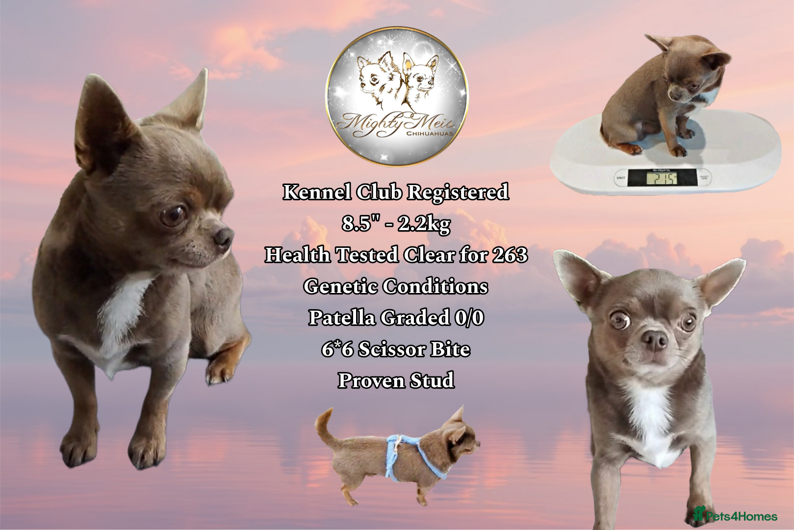 Chihuahua dogs KC reg - Health tested - PROVEN  - Advert 4