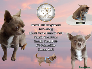 Chihuahua dogs KC reg - Health tested - PROVEN - Advert 1