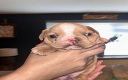 Mixed Breed dogs for sale: French Pom - Image 7