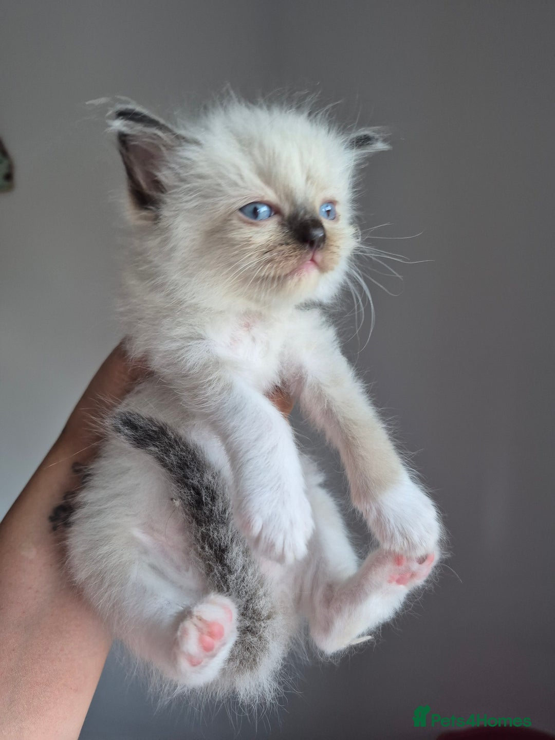 Ragdoll cats for sale: Seal and lynx point mitted kittens - Image 2