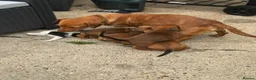 Mixed Breed dogs for sale: 6 mixed puppies looking for a new home. - Advert 9