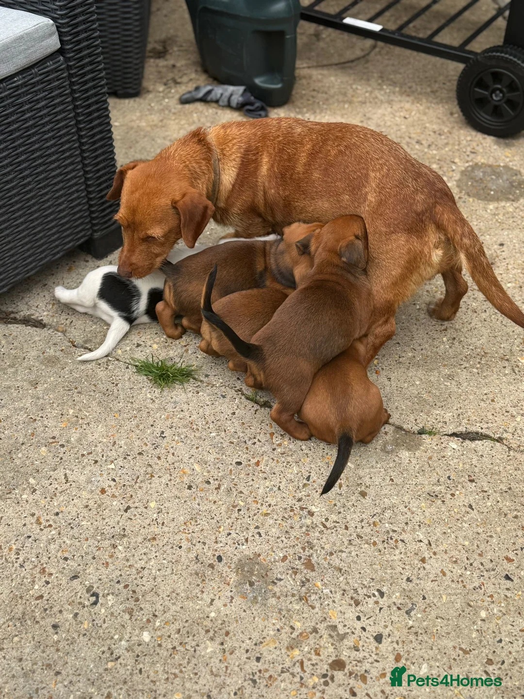 Mixed Breed dogs for sale: 6 mixed puppies looking for a new home. - Advert 9