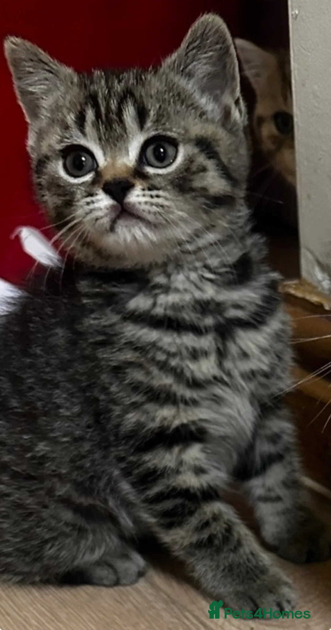 British Shorthair cats for sale: British shorthair kittens  in Birmingham - Advert 12