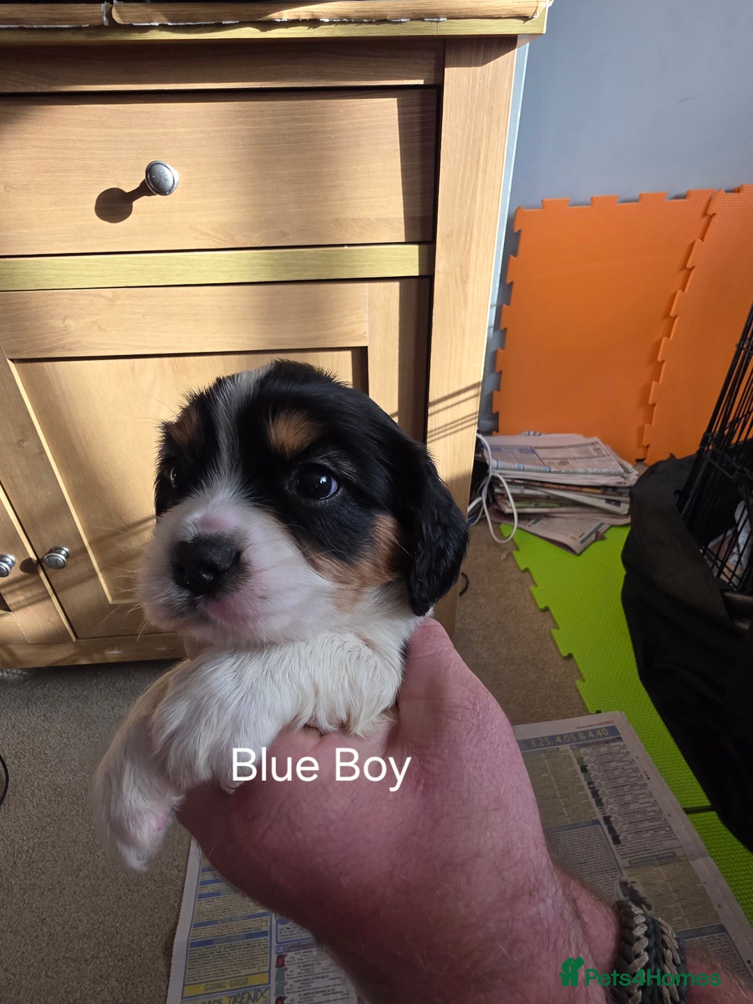 Cockalier dogs for sale: working cocker spaniel  - Image 20