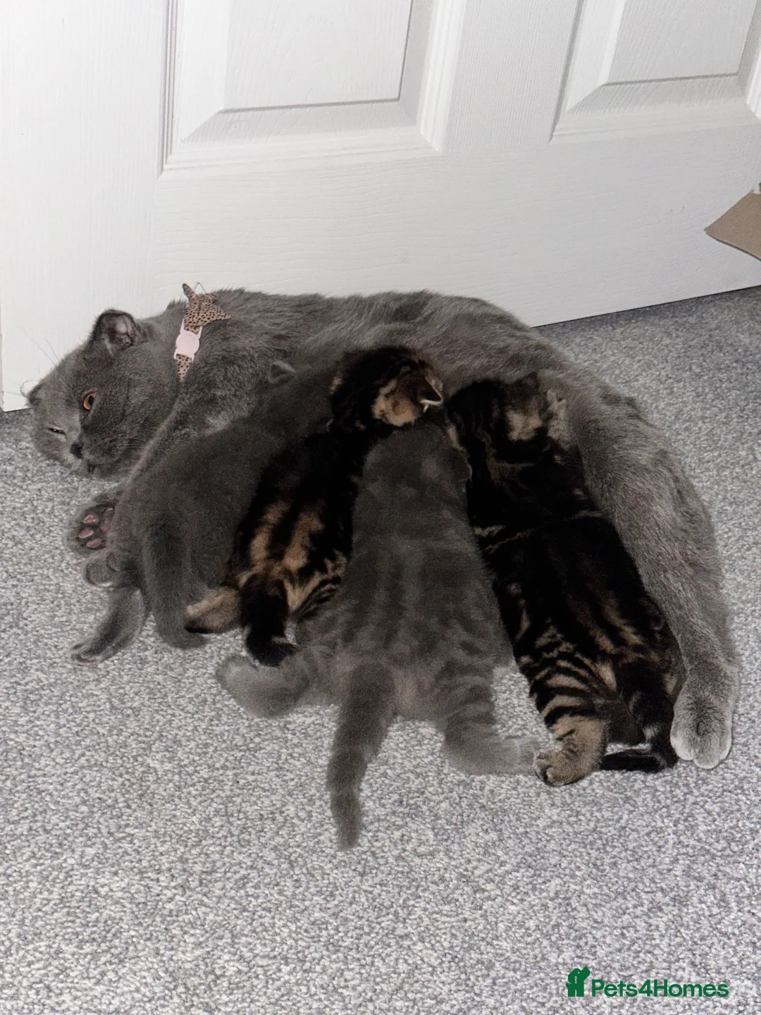 Scottish Fold cats for sale: 🐱 PURE SCOTTISH FOLD KITTENS 🐱  - Advert 2