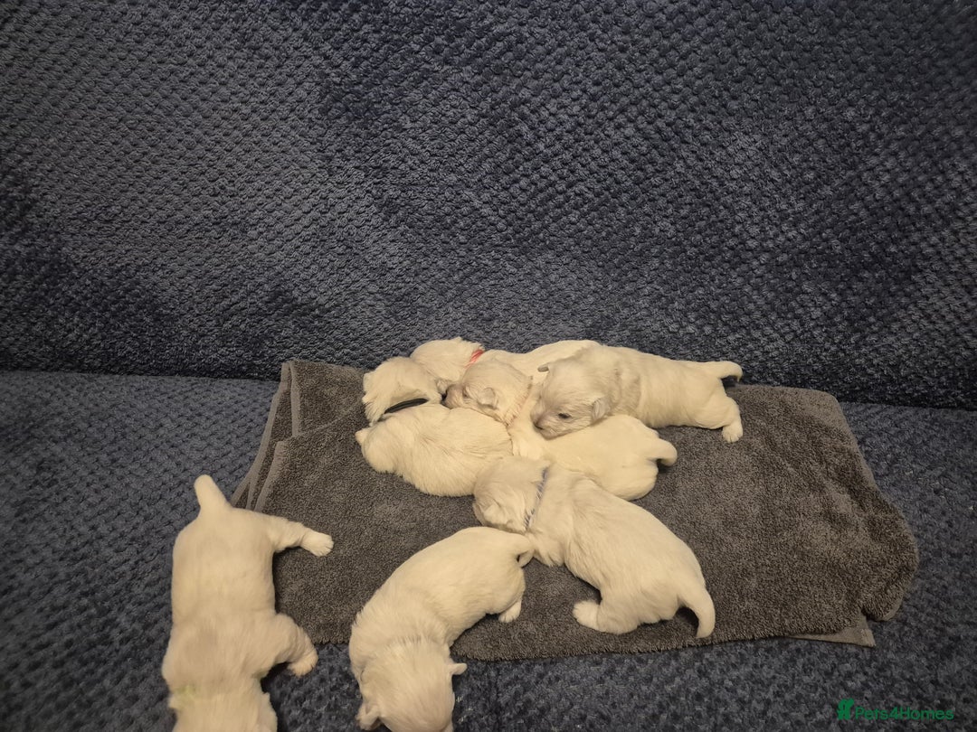 West Highland Terrier dogs for sale: Westhighland Terrier - Advert 8