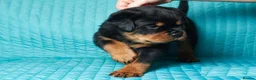 Rottweiler dogs for sale: 🌀🌀available sweet pups🌀Get yours now🌀 - Advert 3