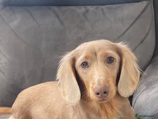 Miniature Dachshund dogs Long Hair Miniature Dachshund Female - Advert 1
